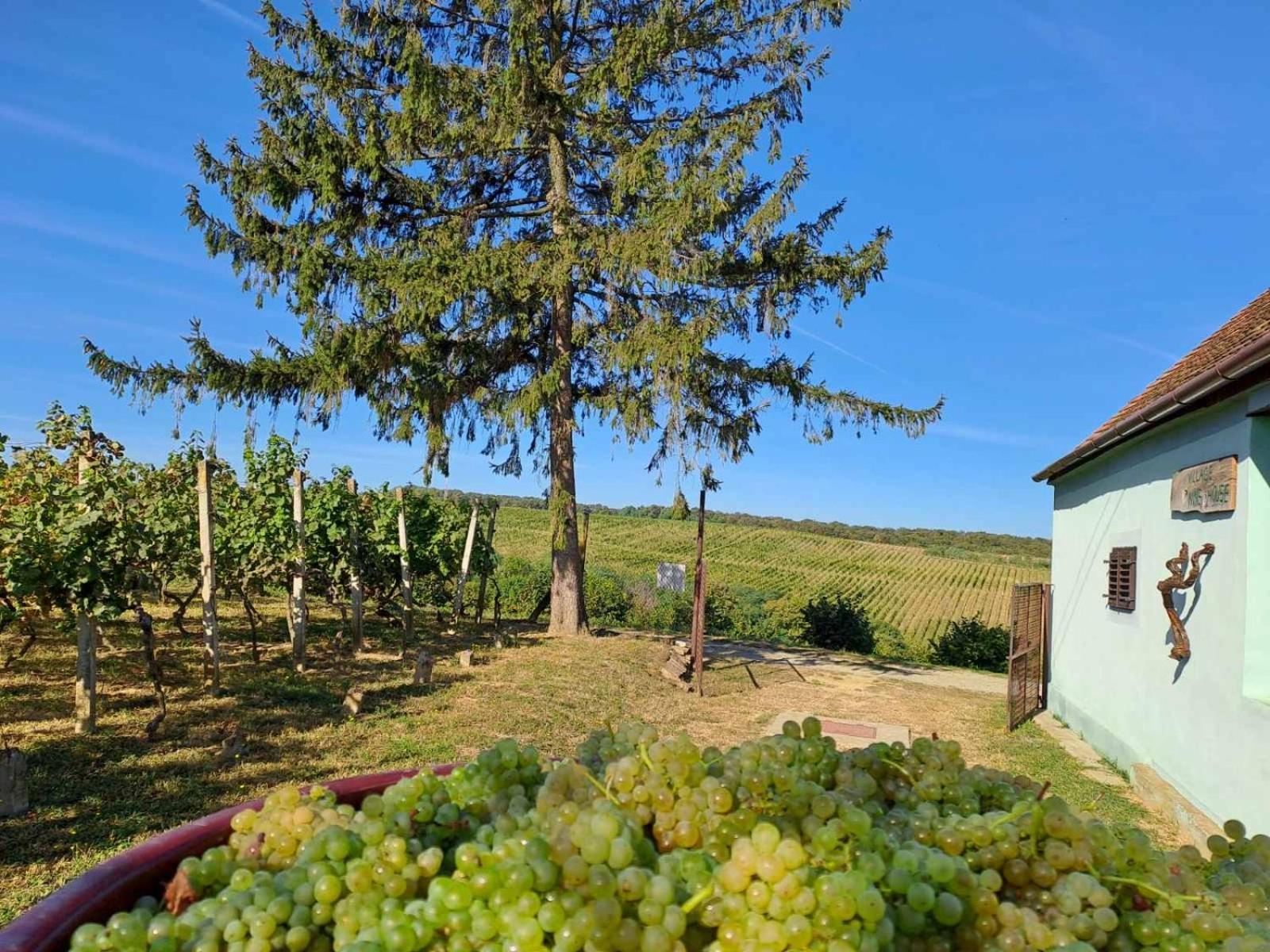 Village Wine House Mandicevac 外观 照片